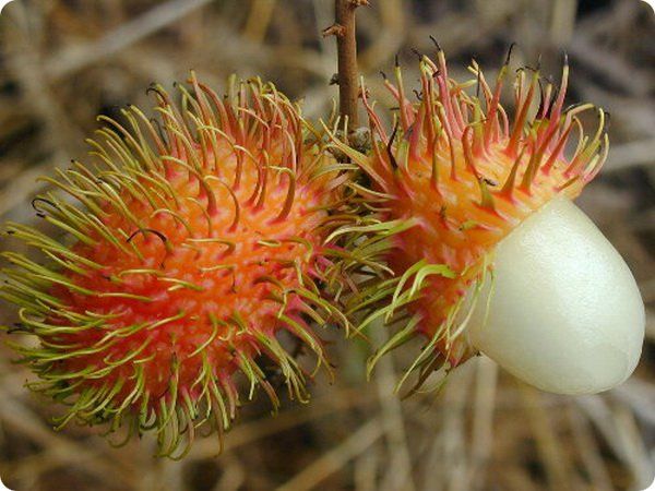 Rambutan Καρποί Φρούτων