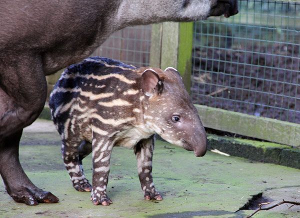 A newborn baby tapir