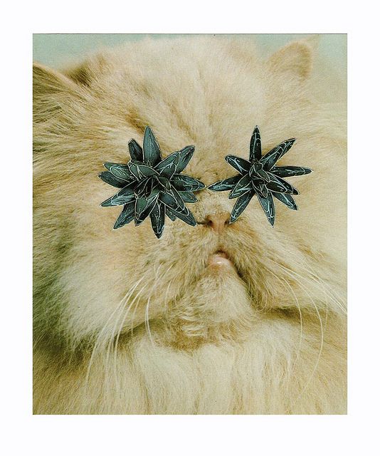 Collages with cats Stephen Eichhorn