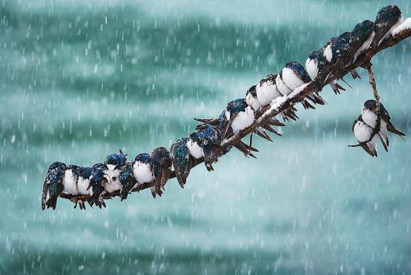 Μαγικές Φωτογραφίες Ζώων Το Χειμώνα
