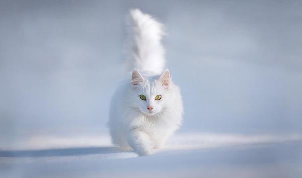 Μαγικές Φωτογραφίες Ζώων Το Χειμώνα