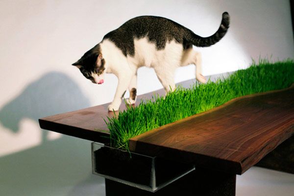 Cat Friendly Planter Table by Emily Wettstein