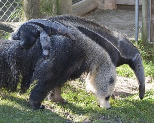 Cub giant anteater