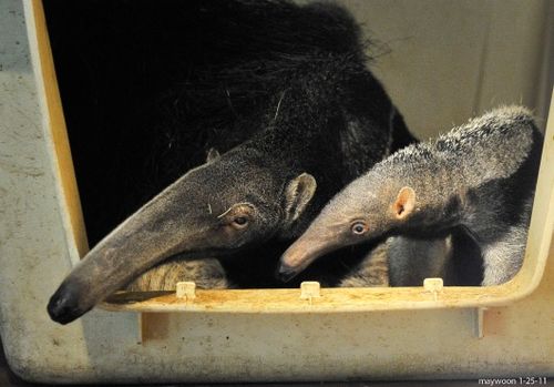 Cub giant anteater