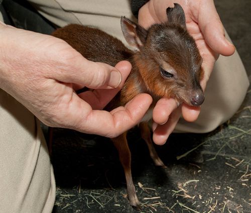 Newborn Baby Royal Antelope
