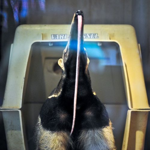 Γιγαντιαία anteater