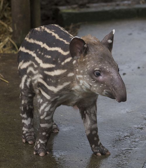 A newborn baby tapir