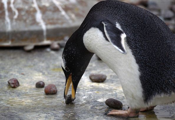 Housing Program for Penguins