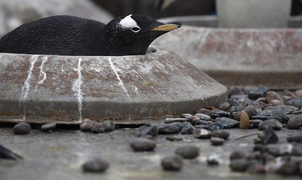 Housing Program for Penguins