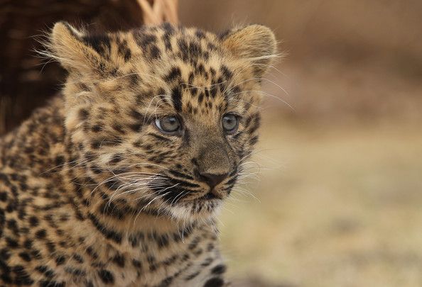 Small Leopard