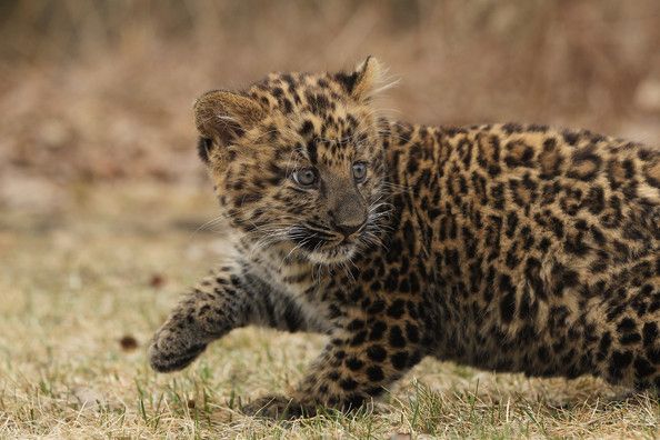 Small Leopard
