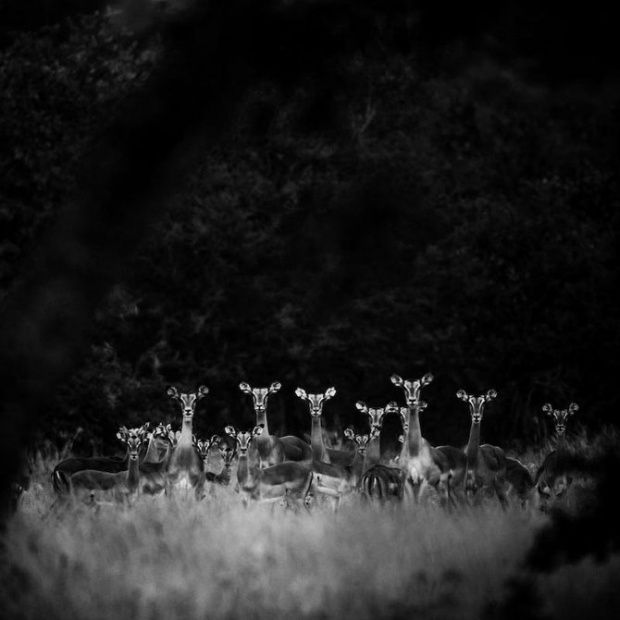 Φωτογράφος άγριας φύσης Laurent Baheux