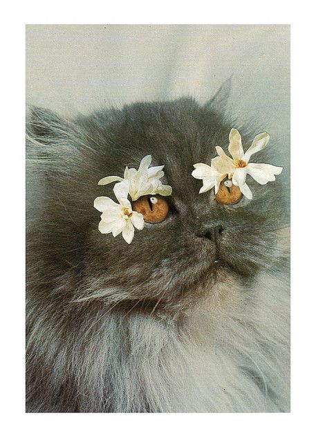 Collages with cats Stephen Eichhorn