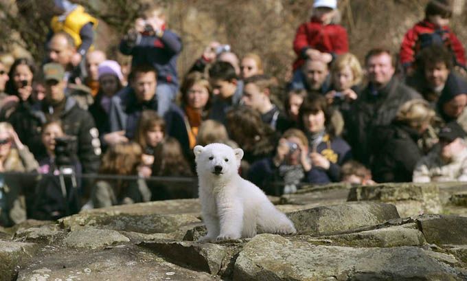 In Berlin Zoo Knut died