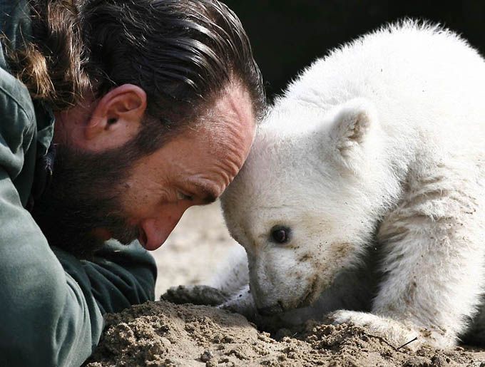 In Berlin Zoo Knut died