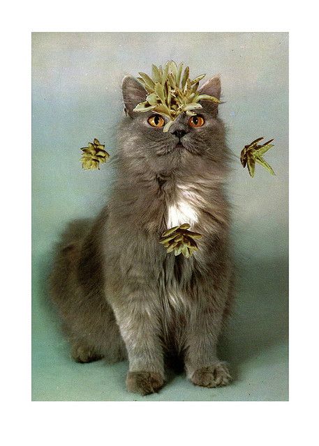 Κολάζ με γάτες από τον Stephen Eichhorn