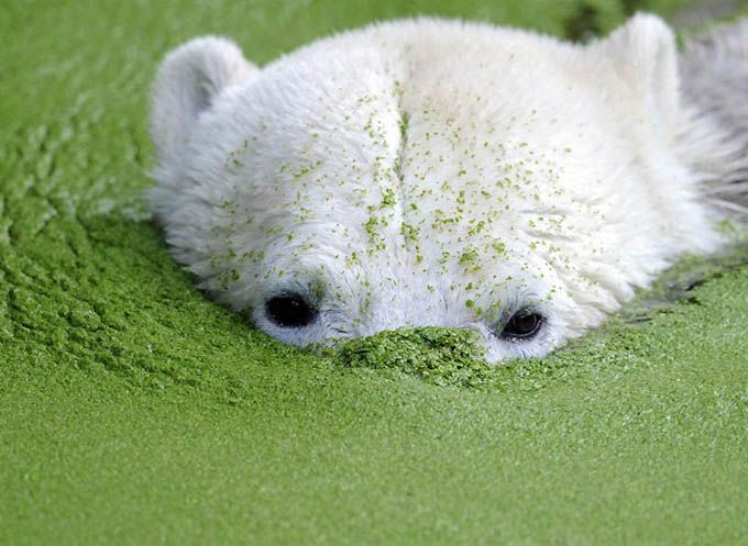 Στο ζωολογικό κήπο του Βερολίνου πέθανε η λευκή αρκούδα Knut 