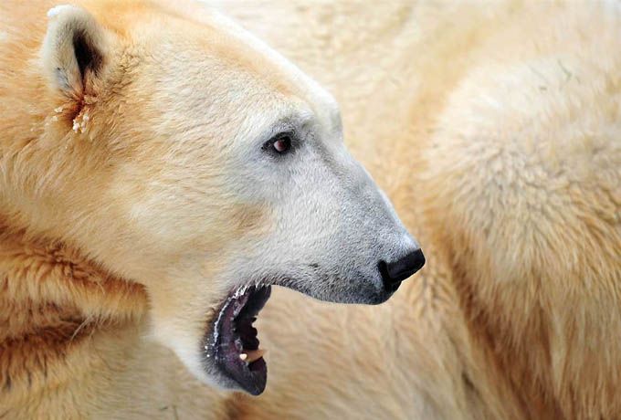Στο ζωολογικό κήπο του Βερολίνου πέθανε η λευκή αρκούδα Knut 