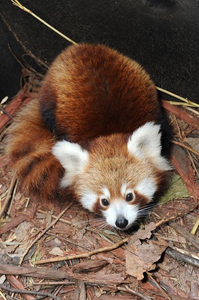 Red panda at the zoo Taronga