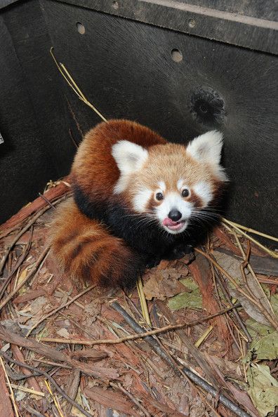 Κόκκινο panda στο ζωολογικό κήπο Taronga