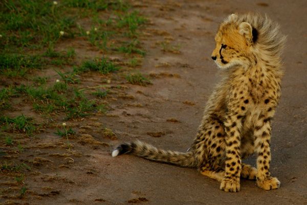 Cheetahs in the wild