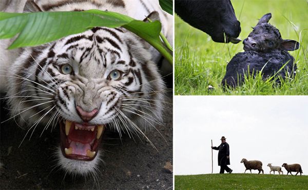 Pictures of the Week - Animals