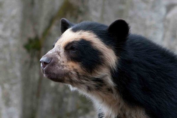 Spectacled Bear-01