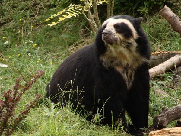 Spectacled Bear-02