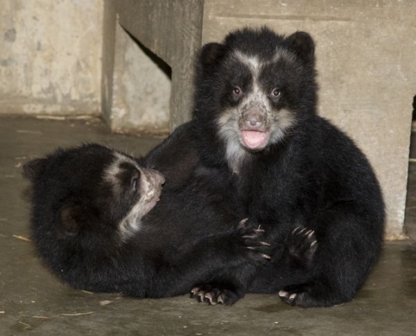 Spectacled Bear-03