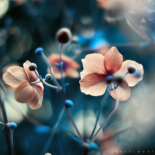 Beautiful “Flower Love” Photos by Oer-Wout-02