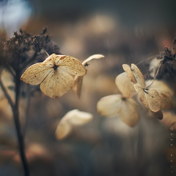 Beautiful “Flower Love” Photos by Oer-Wout-03