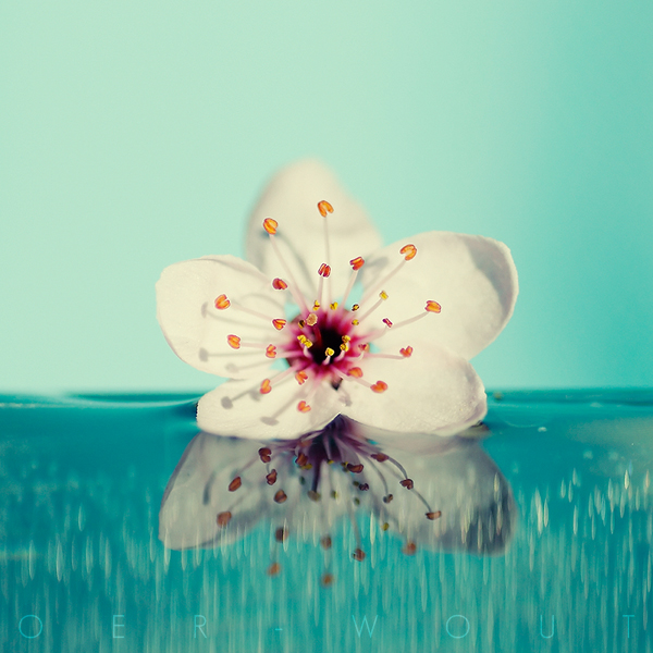 Beautiful “Flower Love” Photos by Oer-Wout-07