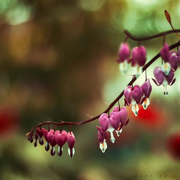 Beautiful “Flower Love” Photos by Oer-Wout-08