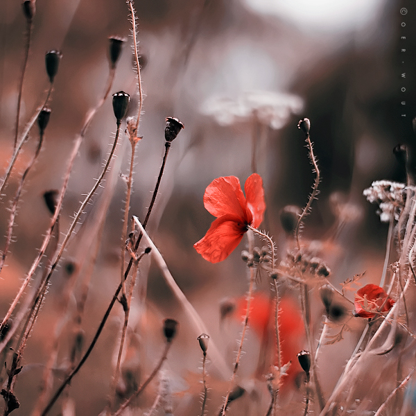 Beautiful “Flower Love” Photos by Oer-Wout-09