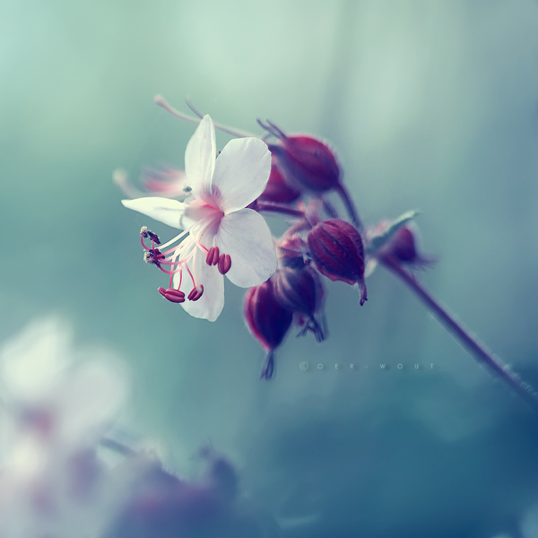 Beautiful “Flower Love” Photos by Oer-Wout-10