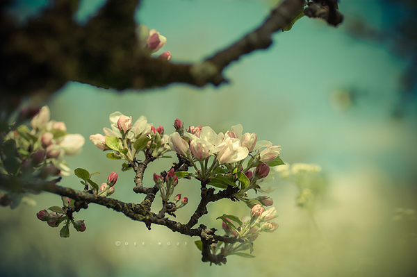 Beautiful “Flower Love” Photos by Oer-Wout-17