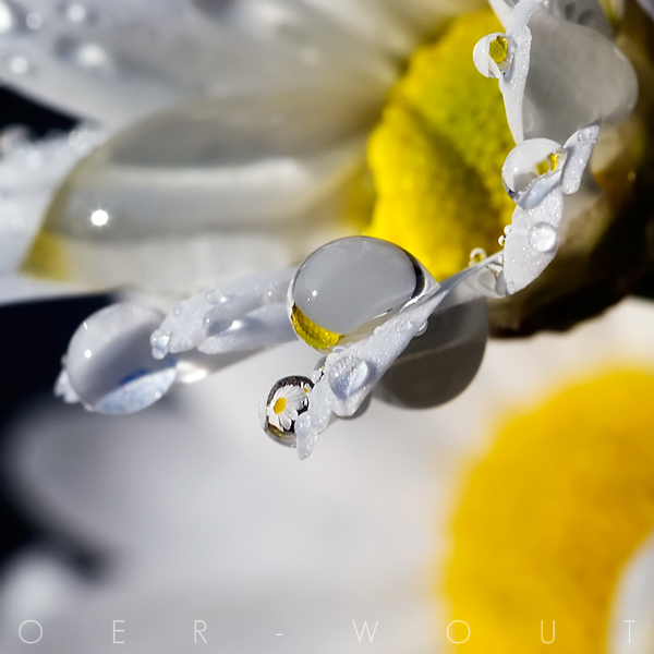 Beautiful “Flower Love” Photos by Oer-Wout-20