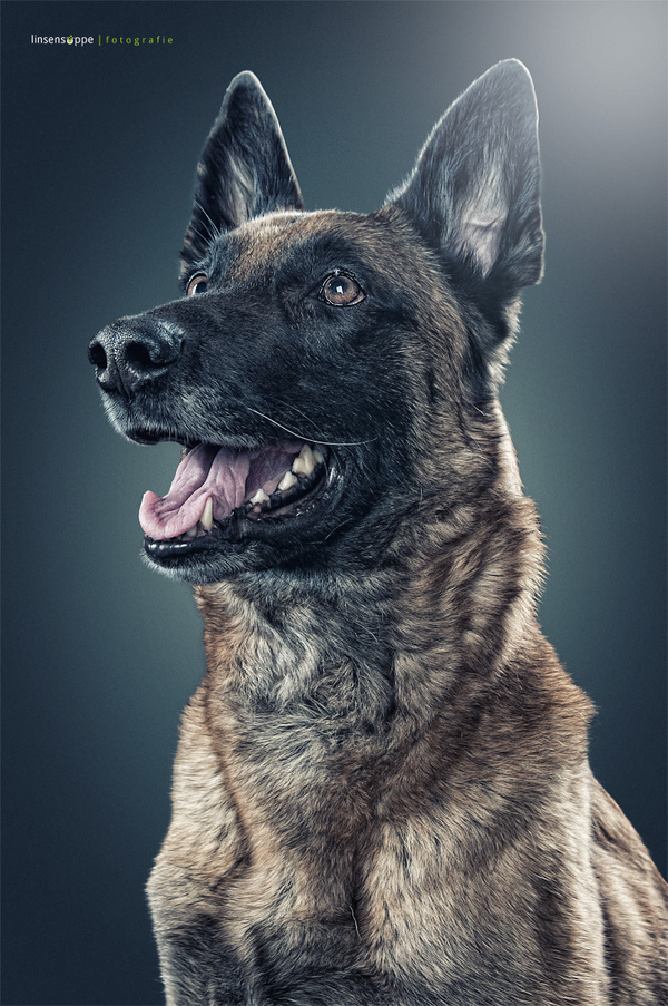Φανταστικά Πορτραίτα Σκύλων από τον Daniel Sadlowski
