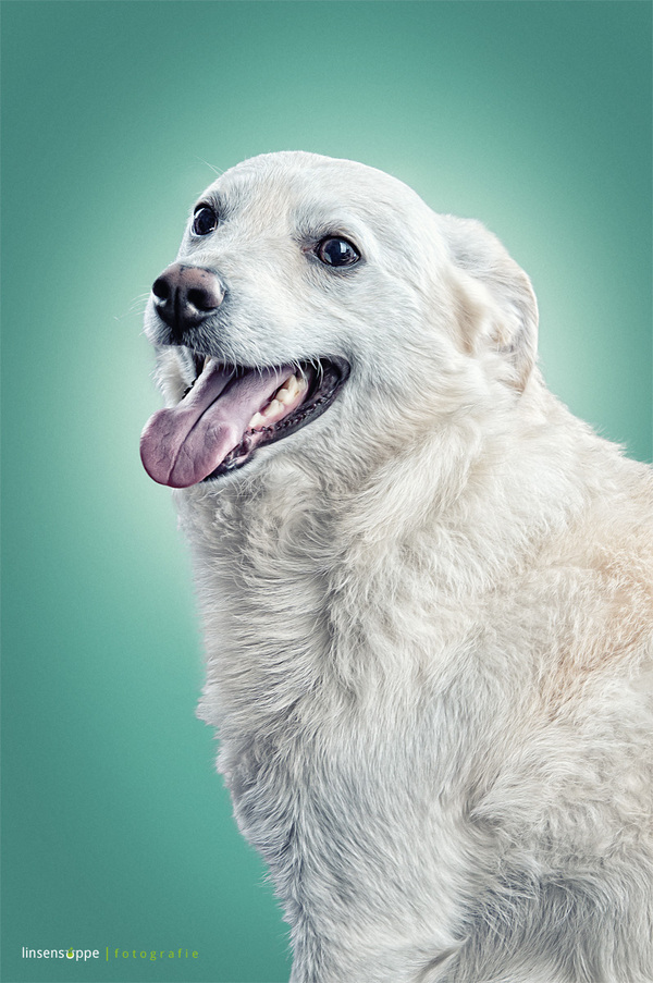 Φανταστικά Πορτραίτα Σκύλων από τον Daniel Sadlowski