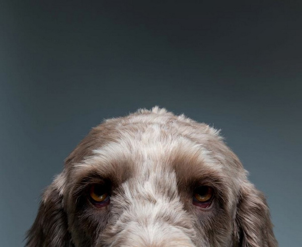 Πορτραίτα Σκύλων από τον Gerrard Charles Gethings