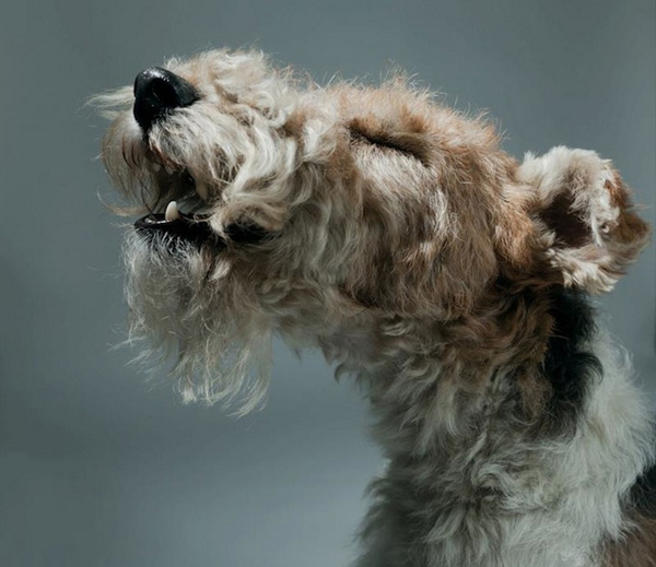 Πορτραίτα Σκύλων από τον Gerrard Charles Gethings