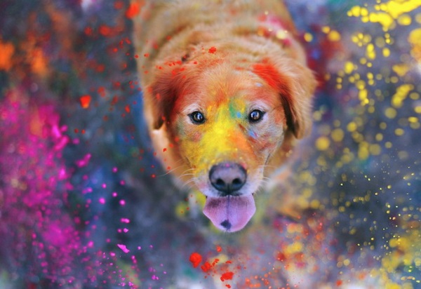 Happy dog από την Jessica Trinh