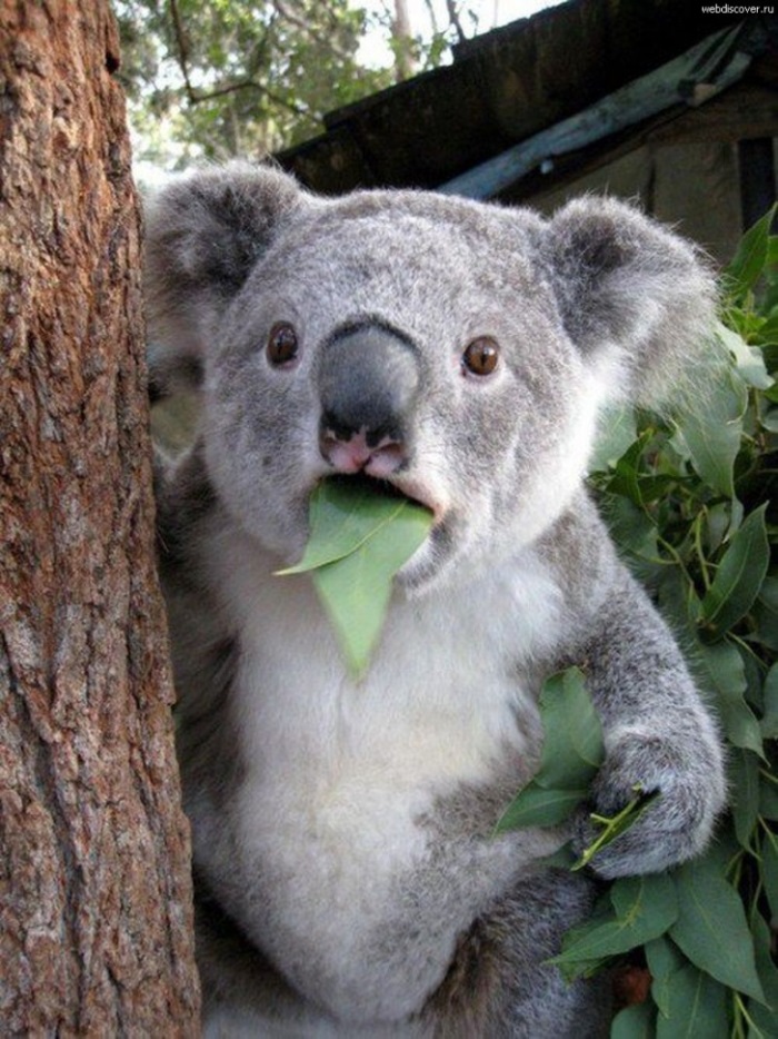 Απίστευτα Αστείες και Χαριτωμένες Φωτογραφίες των Κοάλα