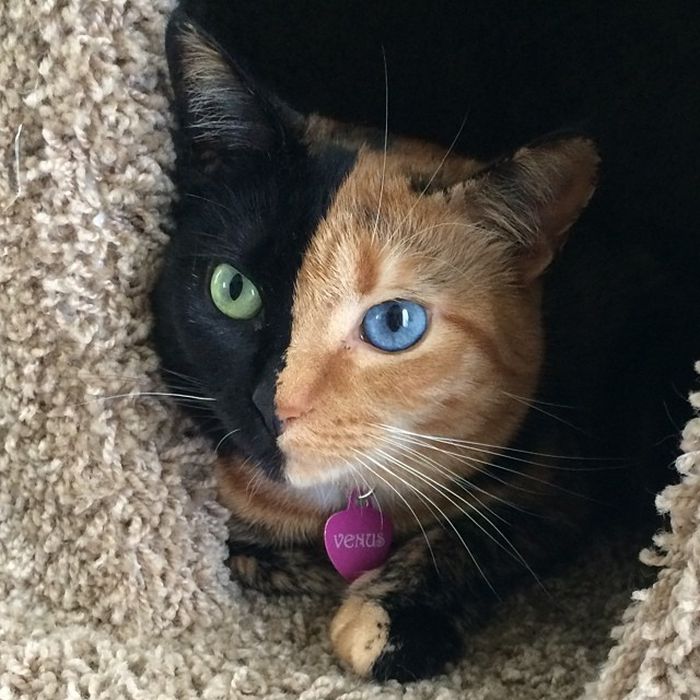 Γάτα-Χίμαιρα Με Πανέμορφο Δίχρωμο Πρόσωπο