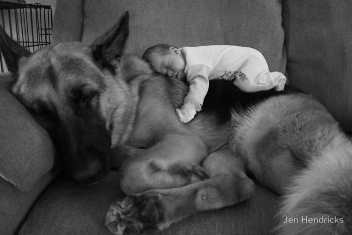 Μεγάλα Σκυλιά Προσέχουν Μικρά Παιδιά