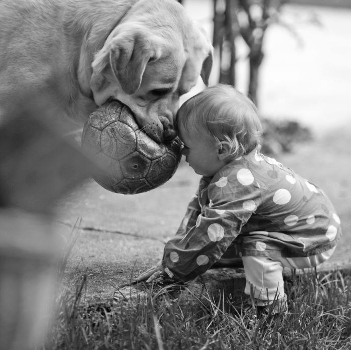 Μεγάλα Σκυλιά Προσέχουν Μικρά Παιδιά