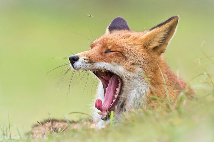 Σπάνια Στιγμιότυπα Της Άγριας Αλεπούς Από Την Joke Hulst