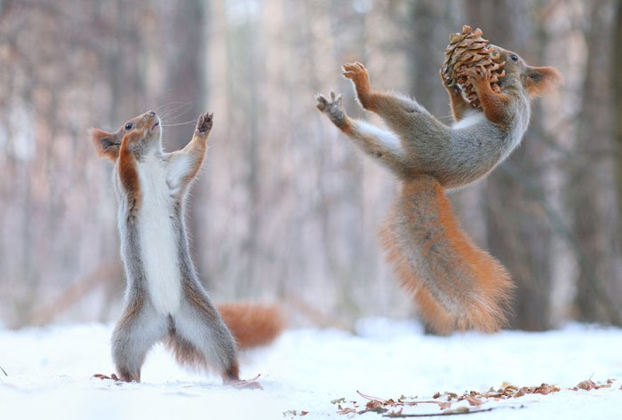 Οι Παιχνιδιάρικοι Σκίουροι από τον Vadim Trunov