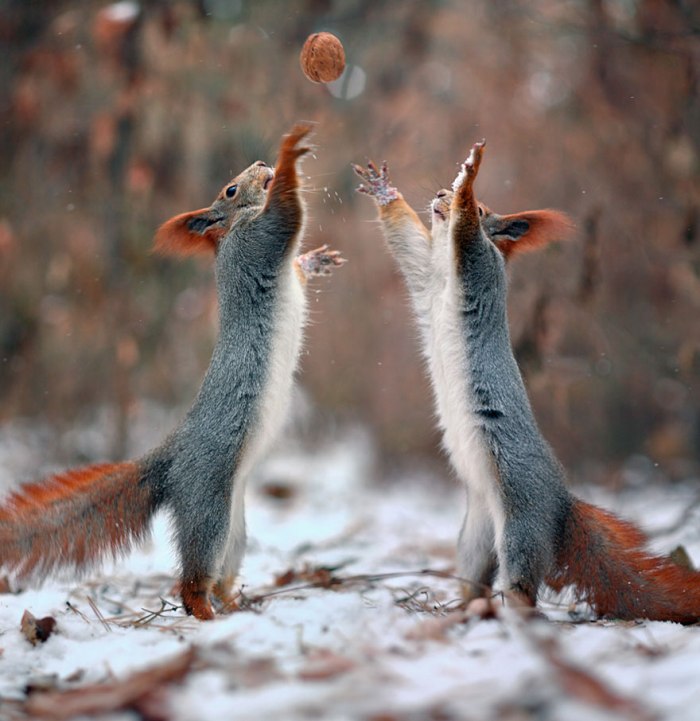 Οι Παιχνιδιάρικοι Σκίουροι από τον Vadim Trunov