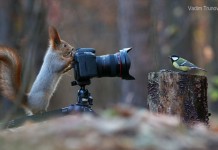 Οι Παιχνιδιάρικοι Σκίουροι από τον Vadim Trunov Οι Παιχνιδιάρικοι Σκίουροι από τον Vadim Trunov
